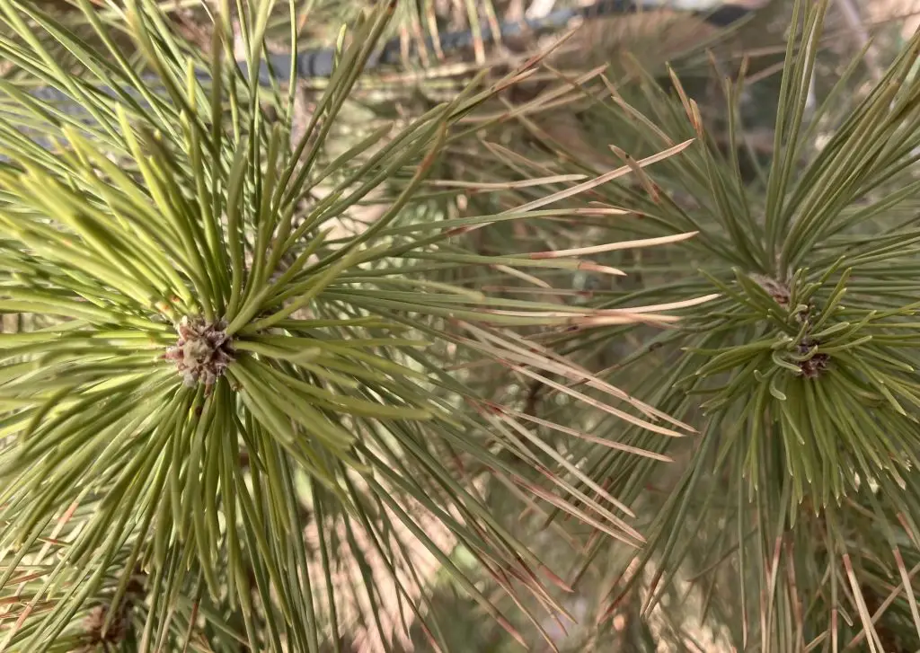 pine needles at the end of branches that are mostly green but reddish brown and dry-looking at the tips