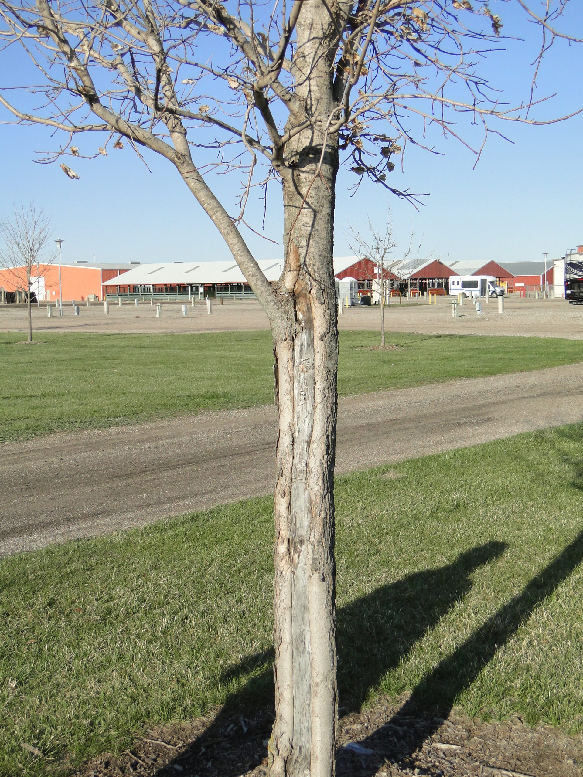 Tree with long exposed vertical crack where the bark has peeled away from its trunk