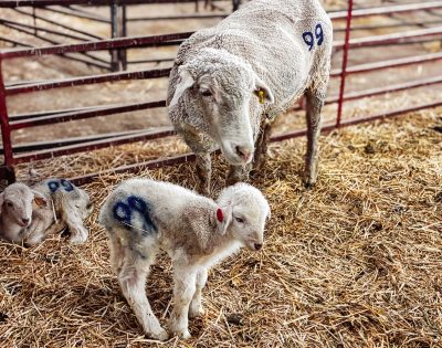 mother sheep stands on hay-covered barn floor beside two tiny lambs in a fenced-in pen