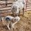 UW Extension Publishes Practical Guide to Understanding and Preventing Fetal Loss in Sheep