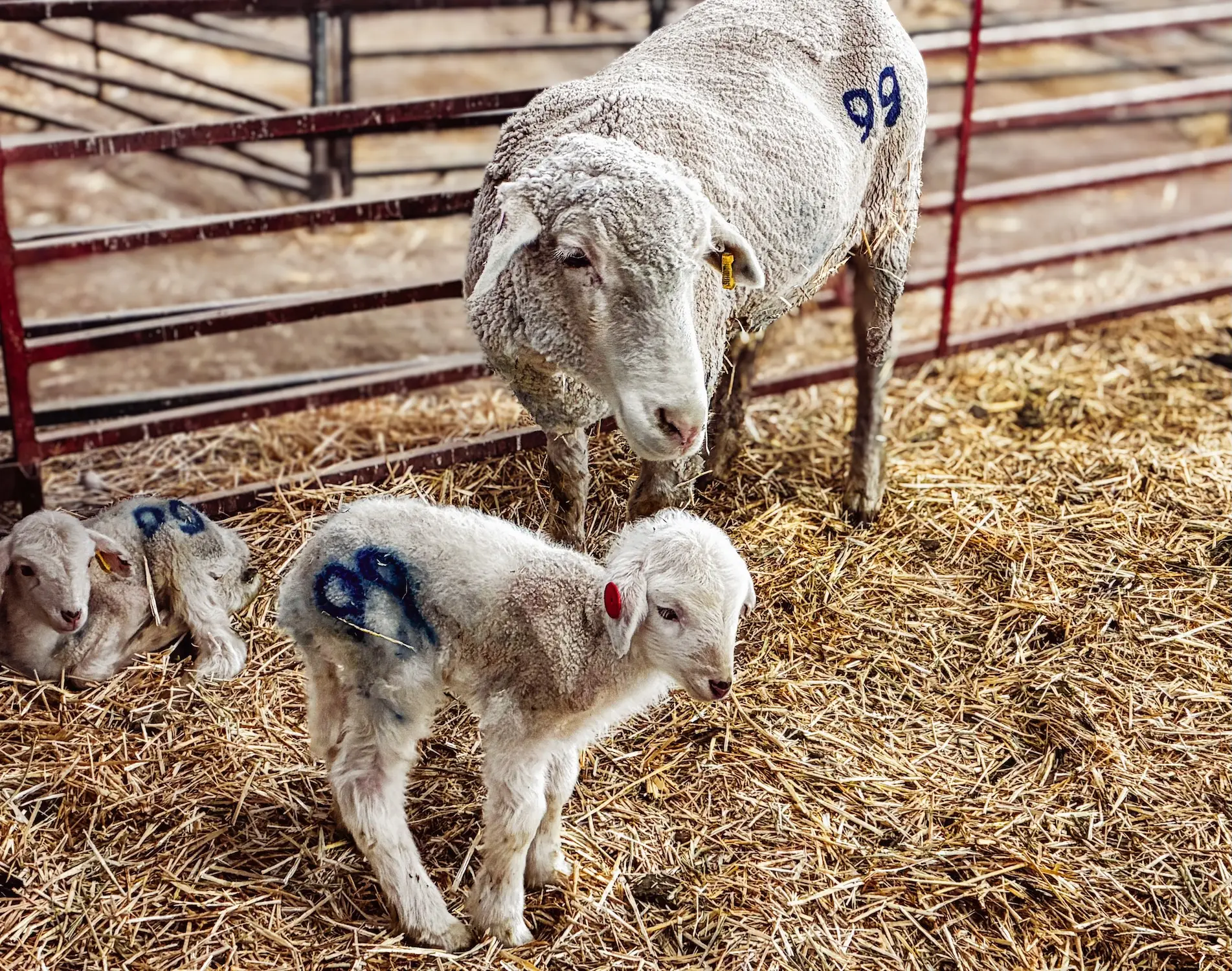 mother sheep stands on hay-covered barn floor beside two tiny lambs in a fenced-in pen 