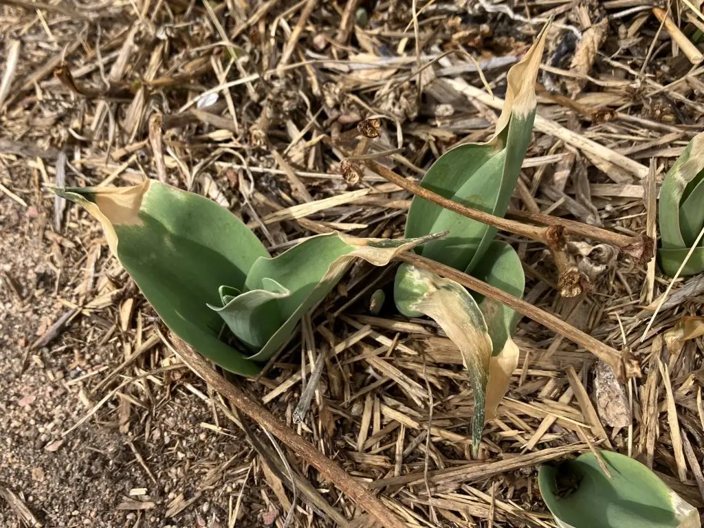 green tulip plants with brownish dry-looking tips