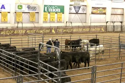three students stand in a metal pen with a group of bulls in an arena with a dirt floor. The space is decorated with UW-branded banners as well as awards and sponsor banners.