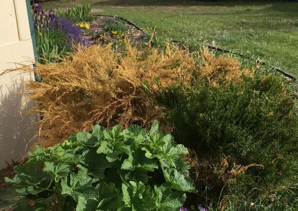 reddish brown dried-out plant next to healthy green plants, green turf, and bright flowers