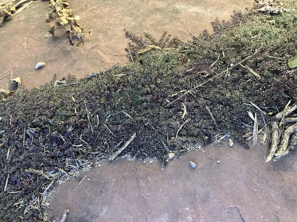 small green plants with patches of purplish leaves due to freezing damage grow between reddish flat paving stones