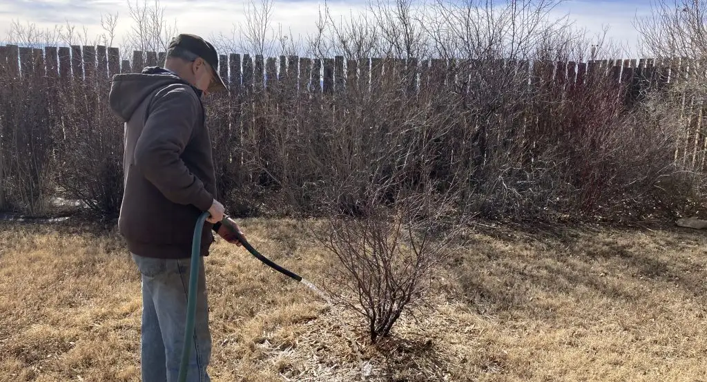 Man holding a garden hose waters a small shrub surrounded by a ring of mulch in a fenced yard with yellow grass