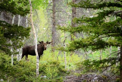 A moose in the woods