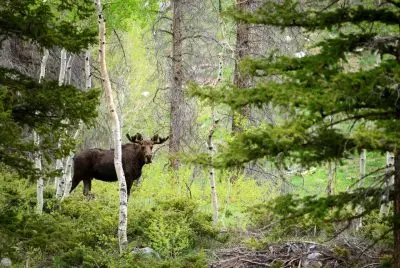 A moose in the woods