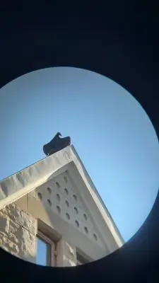 Turkey vulture perches on top of Old Main.