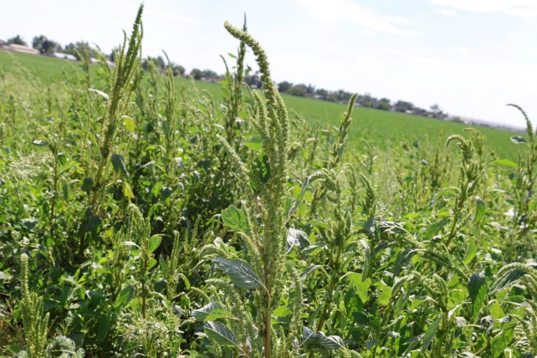 Powell’s amaranth in a Wyoming field. A statewide survey conducted over the past two years suggests that Powell’s amaranth may be more common in Wyoming than previously realized, perhaps due to misidentification as redroot pigweed. Photo by Kelsey Brock.