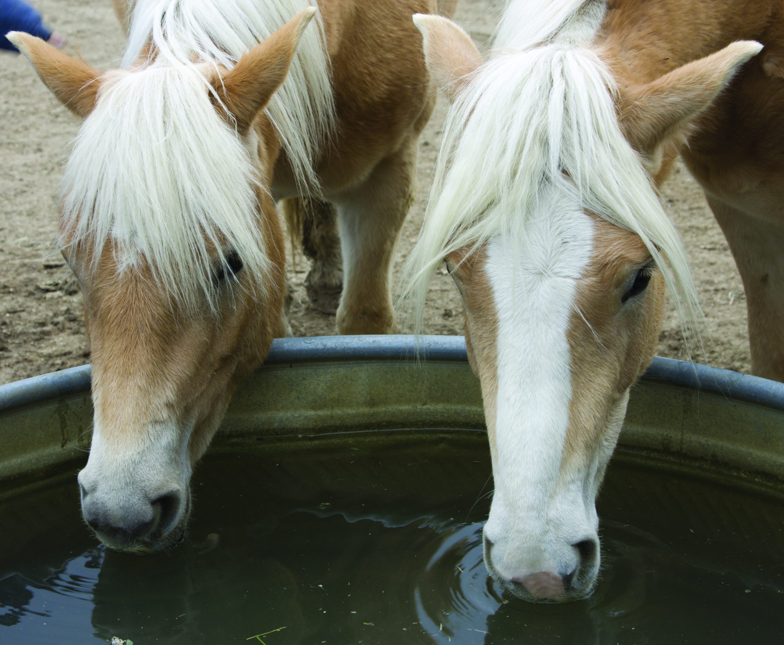 two horses drinking water from a large metal container