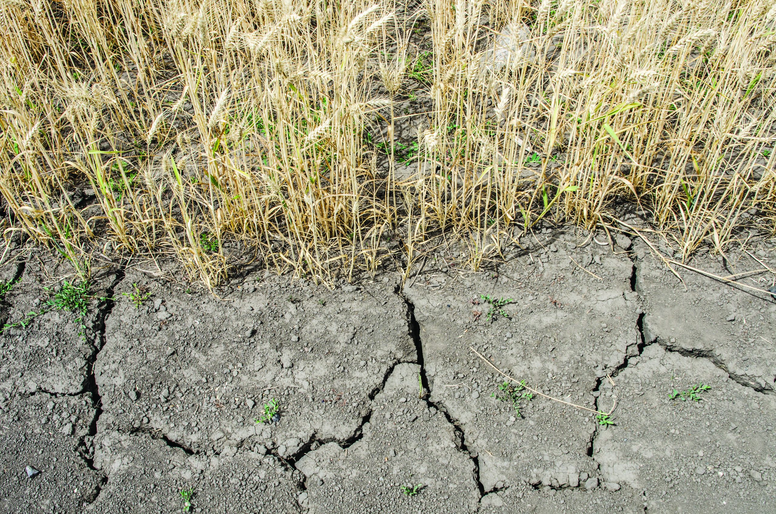 yellow grass grows from cracked earth dotted with a few sprigs of green plants