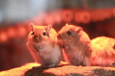 two mice sit together under the reddish glow of a heat lamp