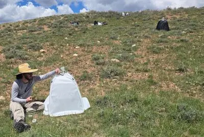 Man examines a small tent in sagebrush steppe