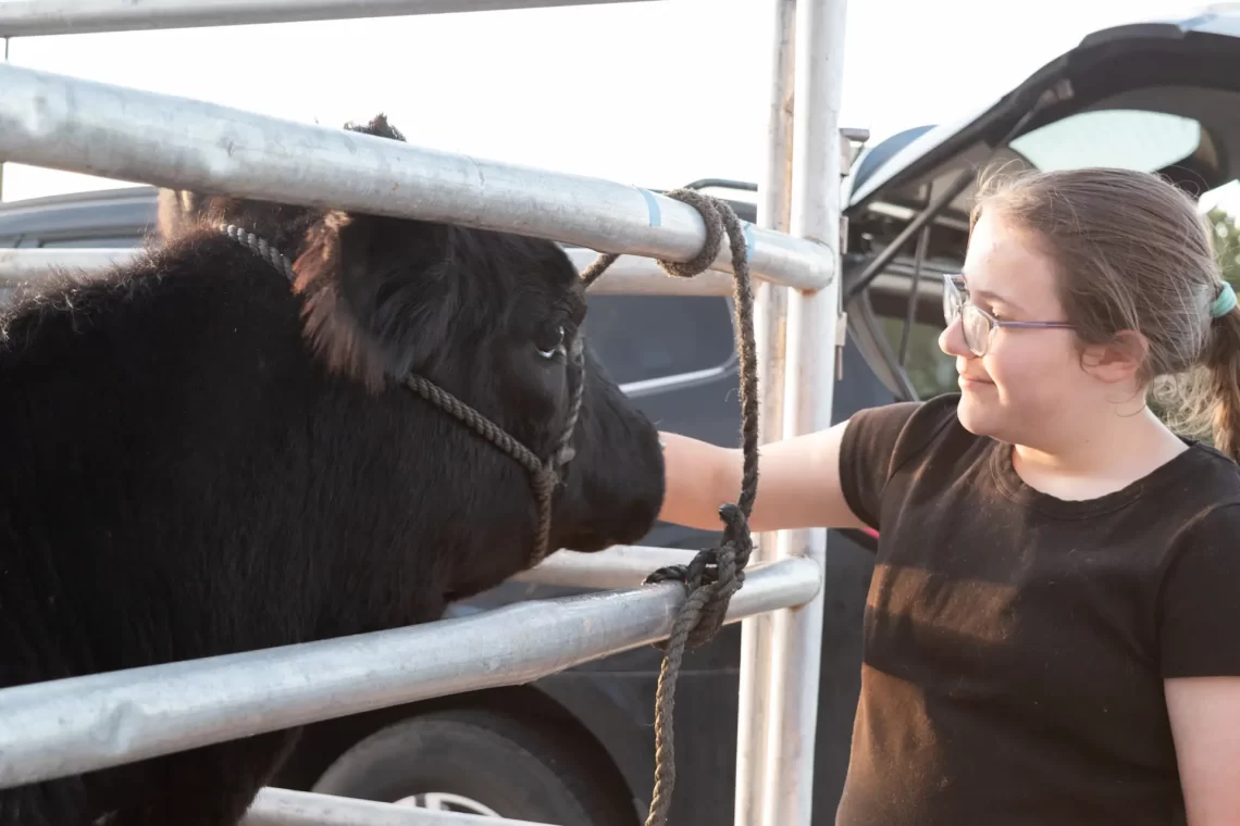 Youth interacts with a black calf through a metal pen at a petting zoo, gently holding its halter.