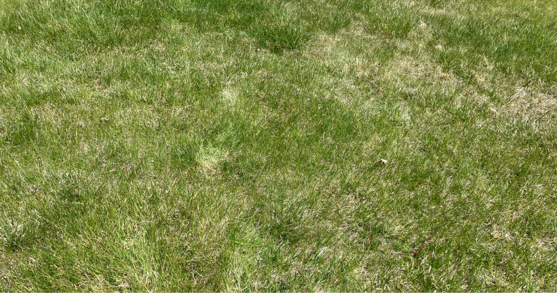 Footsteps in a drought stressed lawn. Photo by Jennifer Thompson.