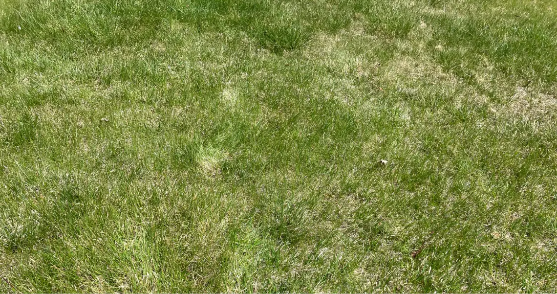 Footsteps in a drought stressed lawn. Photo by Jennifer Thompson.