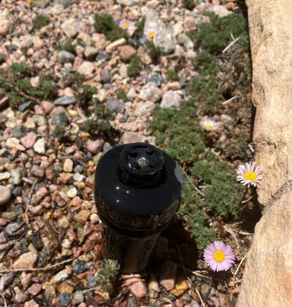 Leaking sprinkler head in flower bed. Photo by Jennifer Thompson.