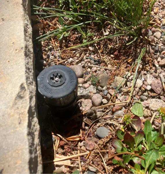 Properly functioning sprinkler head in flower bed when not operating. Photo by Jennifer Thompson.