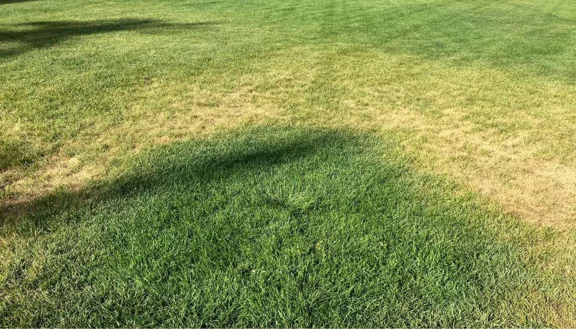 An irrigation sprinkler head in this lawn needs adjustment. The middle of the circle around the sprinkler head is overwatered while outer ring is drought stressed. Photo by Jennifer Thompson.
