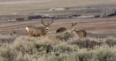Two deer in a sagebrush steppe landscape overlooking some houses.
