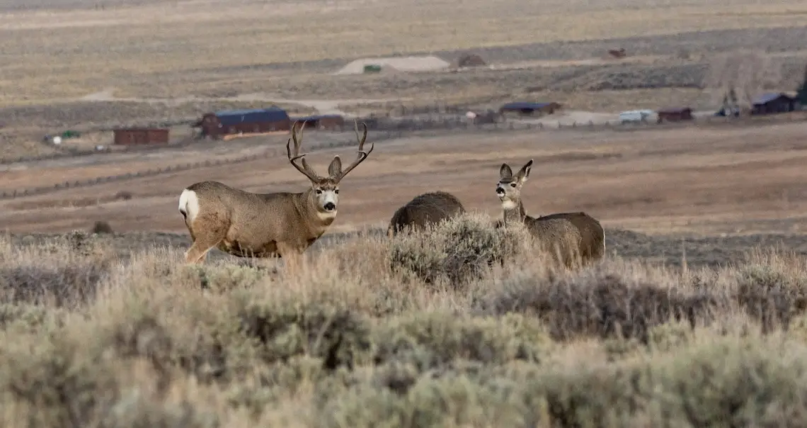Two deer in a sagebrush steppe landscape overlooking some houses.