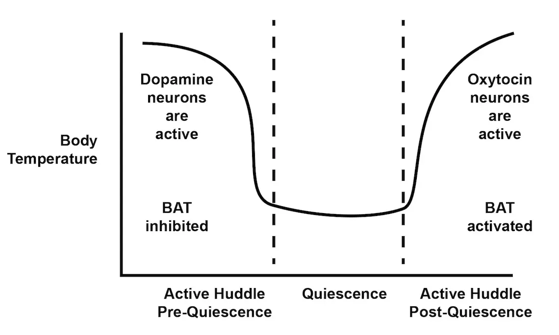 Graph showing stages of huddling (active huddle pre-quiescence, quiescence, and active huddle post-quiescence) on the x-axis and body temperature on the y-axis. The graph shows that during active huddling pre-quiescence, dopamine neurons are active, BAT is inhibited, and body temperature is decreasing. During post-quiescence huddling, oxytocin neurons are active, BAT is activated, and body temperature rises.