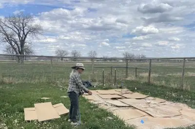 In a fenced-in grassy space, a gardener with a sunhat sprays water from a garden hose onto an area of ground covered in flattened pieces of cardboard