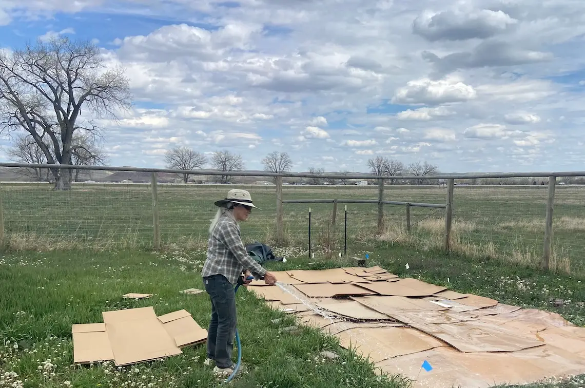 In a fenced-in grassy space, a gardener with a sunhat sprays water from a garden hose onto an area of ground covered in flattened pieces of cardboard