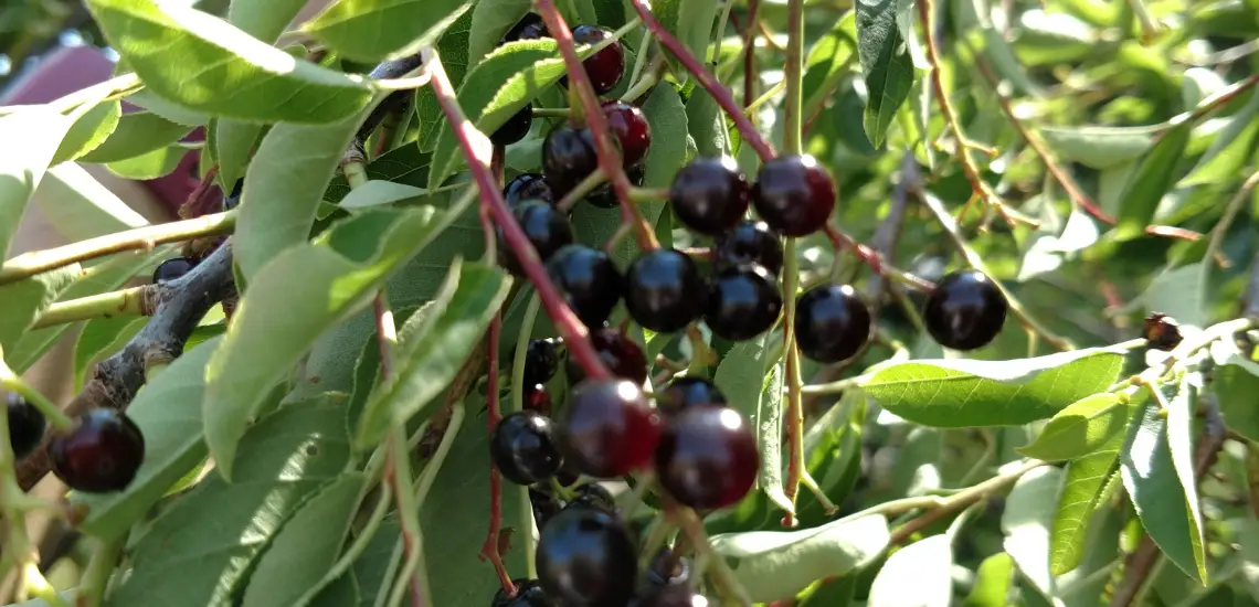 A cluster of dark berries with red stems.
