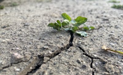 small green plant pokes up through a crack in dry soil