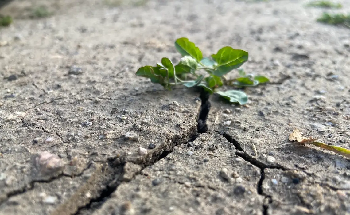 small green plant pokes up through a crack in dry soil