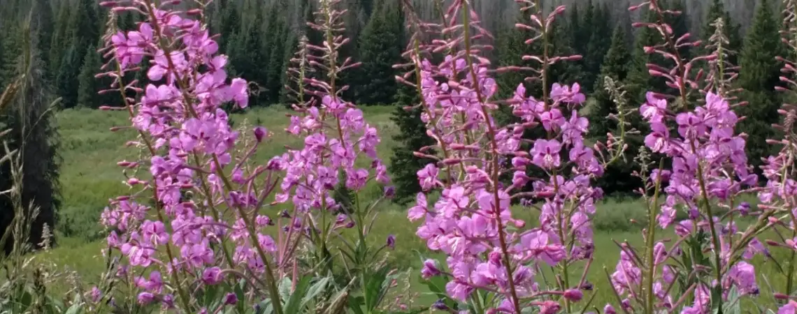 Pink fireweed flowers bloom in a mountain meadow with evergreen trees in the background.