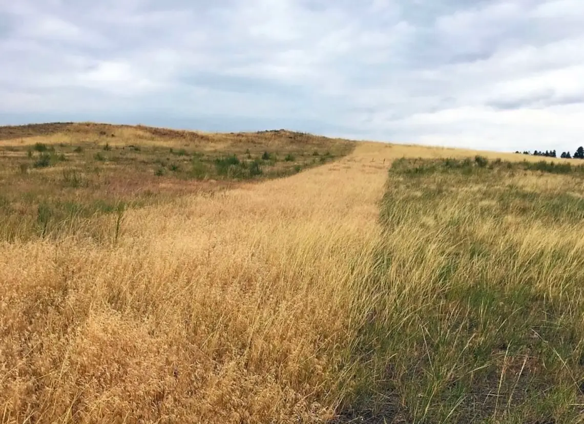 field containing a thick strip of yellow grass with mostly green grass to the right side