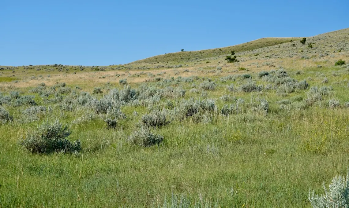 slopes of green grasses and sagebrush interrupted by a line of yellowed ventenata