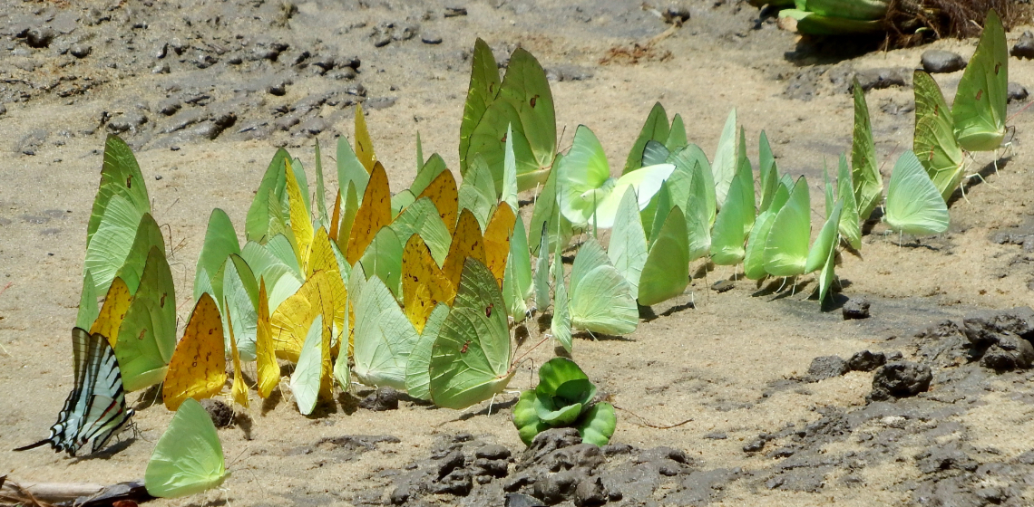 Dozens of pale green and yellow butterflies gather on a sandy Amazon riverbank, with a striped swallowtail visible at left.