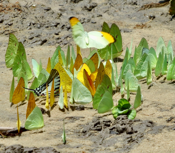 Green, yellow, and orange butterflies gather on a sandy riverbank while one pale butterfly flies above them.