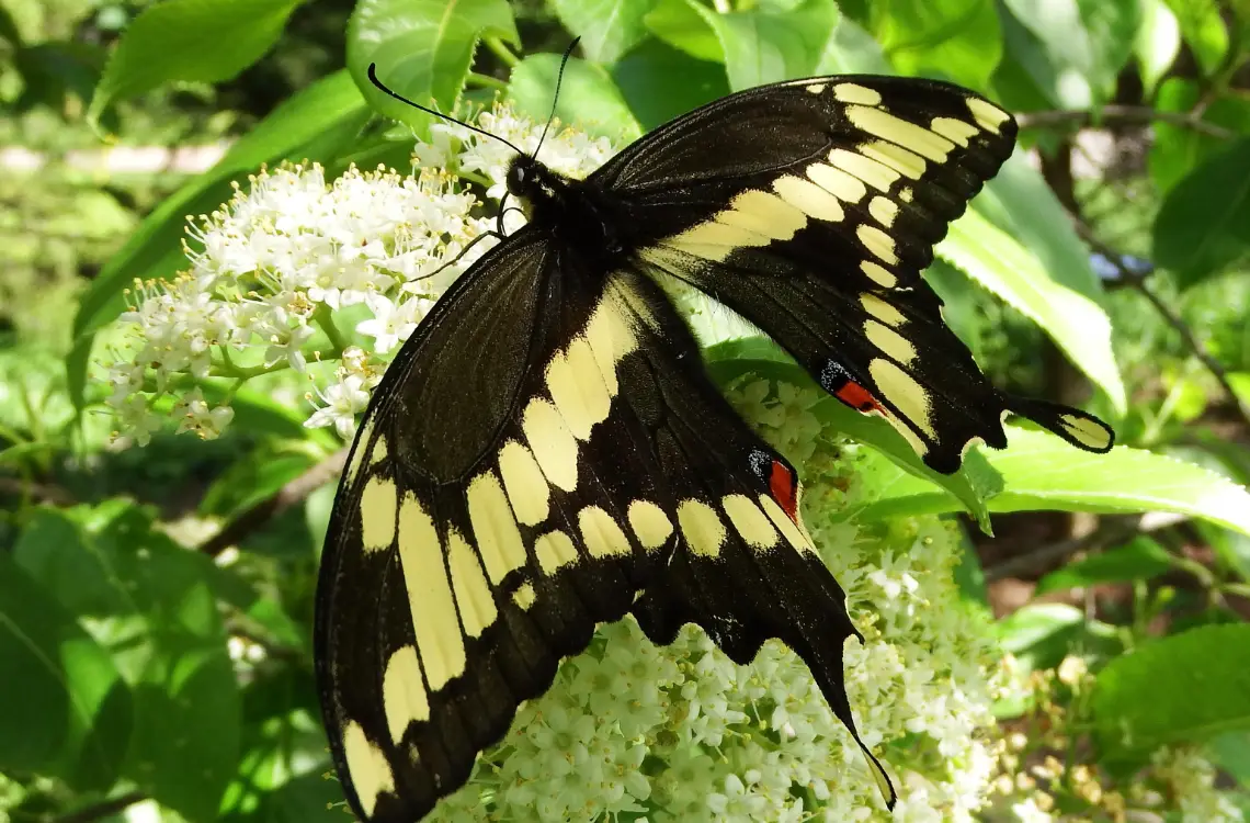 Close-up of a black-and-yellow giant swallowtail butterfly resting on clusters of small white flowers.