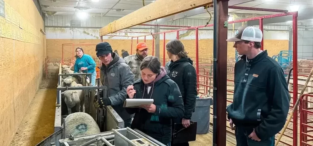 Several lambs walk through a chute near students who are collecting data.