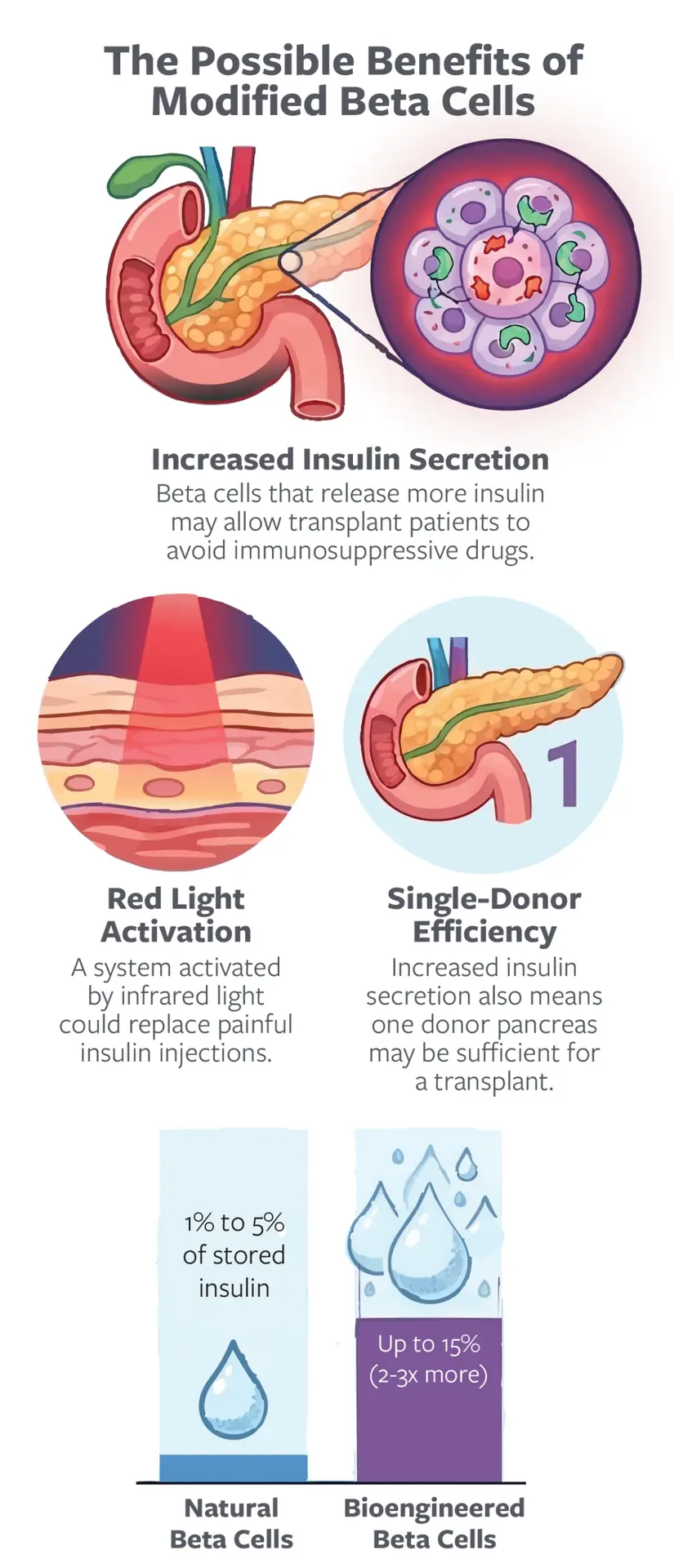 A graphic titled "The Possible Benefits of Modified Beta Cells." Increased Insulin Secretion: Beta cells that release more insulin may allow transplant patients to avoid immunosuppressive drugs. Red Light Activation: A system activated by infrared light could replace painful insulin injections. Single-Donor Efficiency: Increased insulin secretion also means one donor pancreas may be sufficient for a transplant. Finally there is a comparison of "Natural Beta Cells" and "Bioengineered Beta Cells." The natural beta cells can provide 1% to 5% of stored insulin. The bioengineered beta cells can provide up to 15% (2-3 times more).