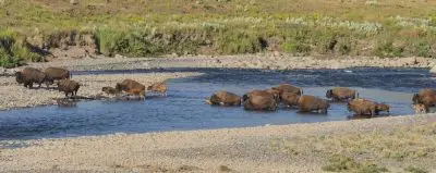 Bison, including calves, cross a river.
