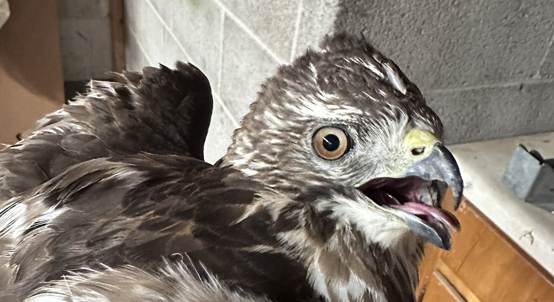 A close-up on a hawk.