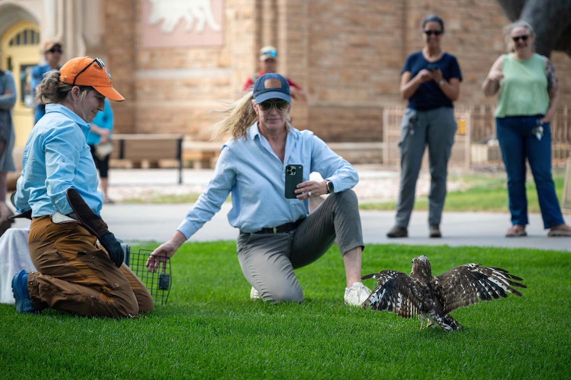 A hawk sitting on the ground spreads its wings. It is facing two women.