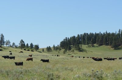 herd of black and brown cows graze on a grassy hillside with some pines under a blue sky