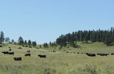 herd of black and brown cows graze on a grassy hillside with some pines under a blue sky