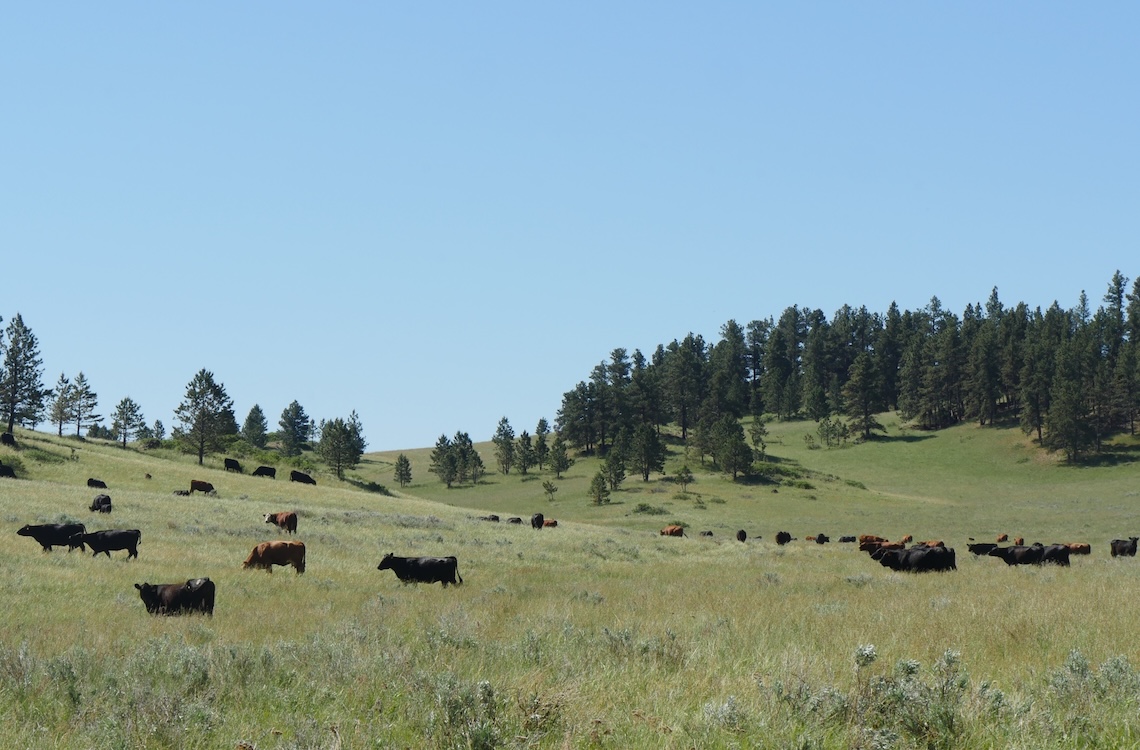 herd of black and brown cows graze on a grassy hillside with some pines under a blue sky