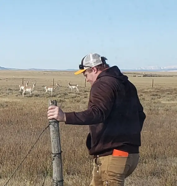 Daniel Reynolds moves fencing at UW's McGuire Ranch while four pronghorn look on in the background