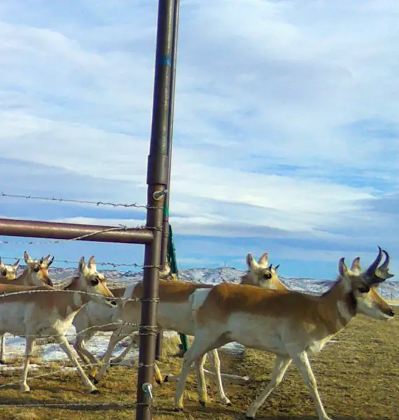 pronghorn move past an open metal gate in a winter pasture with some snow on the ground