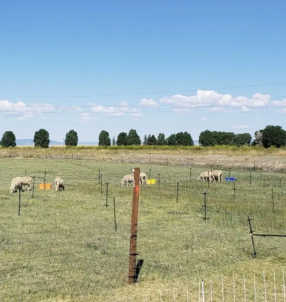 sheep graze in grassy areas enclosed by wildlife-friendly fencing