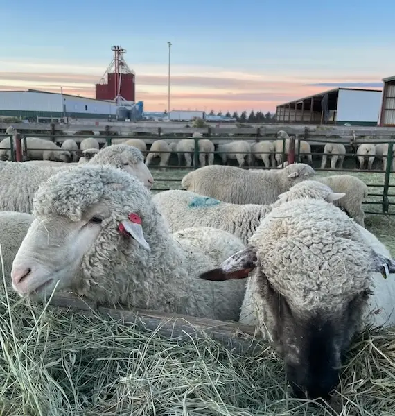 sheep eat from a feed bunk at the Laramie Research and Extension Center